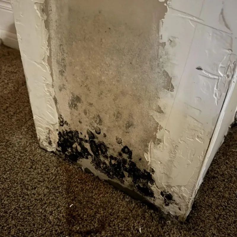 Professional Mold Removal in Camp Springs, MD